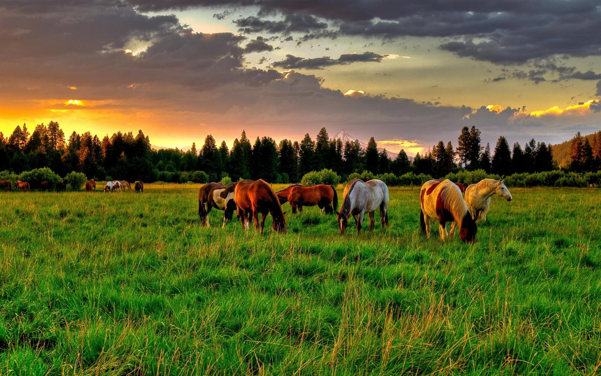 horse-farm-hd-wallpaper-download-horse-farm-images-free