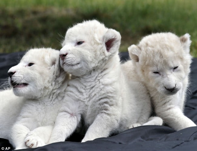 three-white-lion-cubs