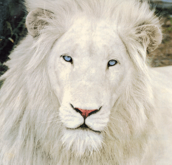 white_lion